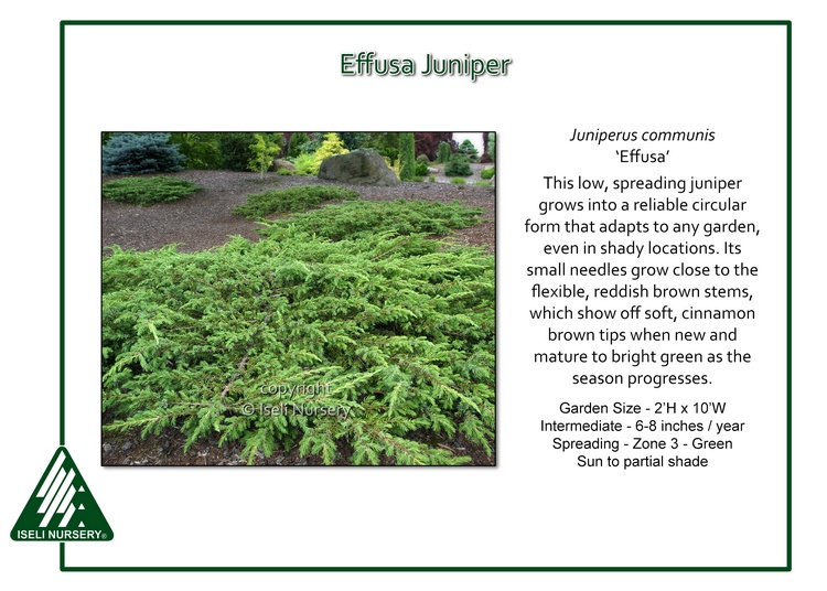 Juniperus communis 'Effusa'