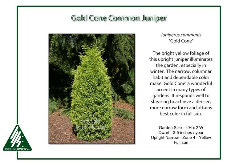 Juniperus communis 'Gold Cone'