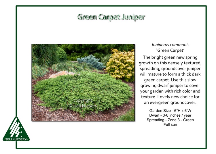 Juniperus communis 'Green Carpet'