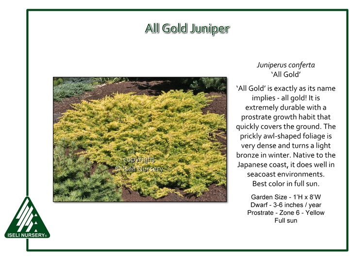 Juniperus conferta 'All Gold'