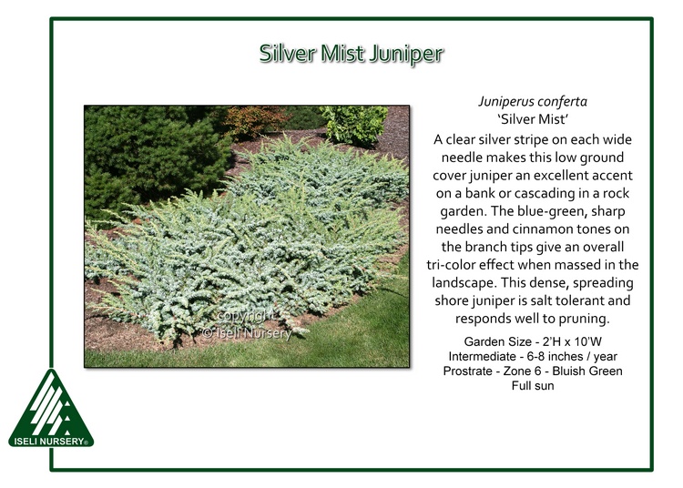 Juniperus conferta 'Silver Mist'