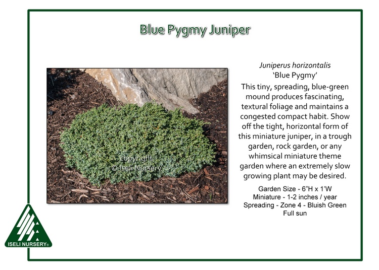 Juniperus horizontalis 'Blue Pygmy'
