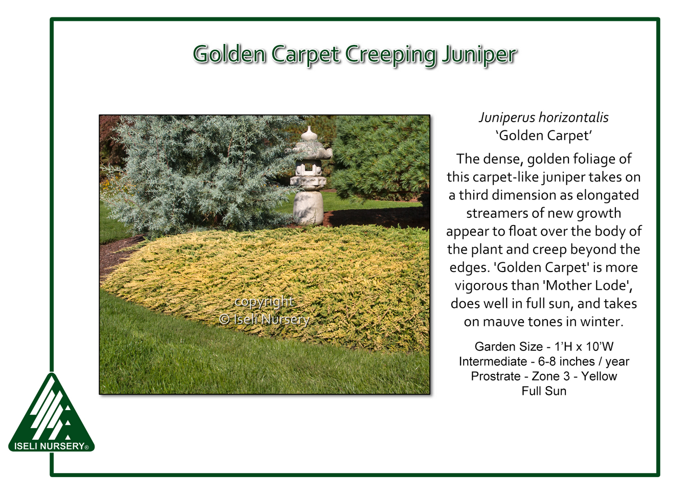 Juniper Golden Carpet 3 Live Plants Drought Tolerant Cold Hardy Evergreen Ground Cover Juniperus Horizontalis 
