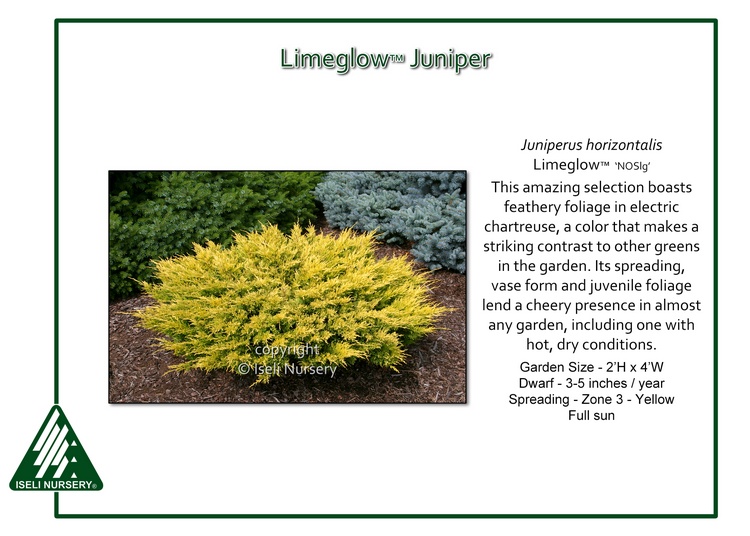 Juniperus horizontalis 'Limeglow'