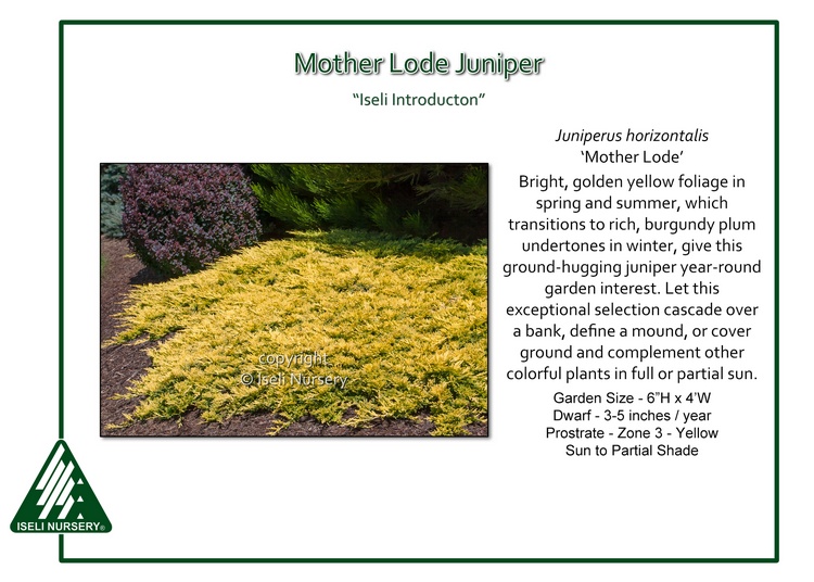 Juniperus Horizontalis Mother Lode Iseli Nursery,Checkers Strategy To Win