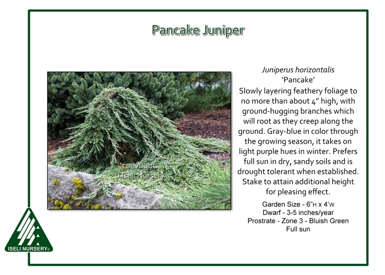 Juniperus horizontalis 'Pancake'