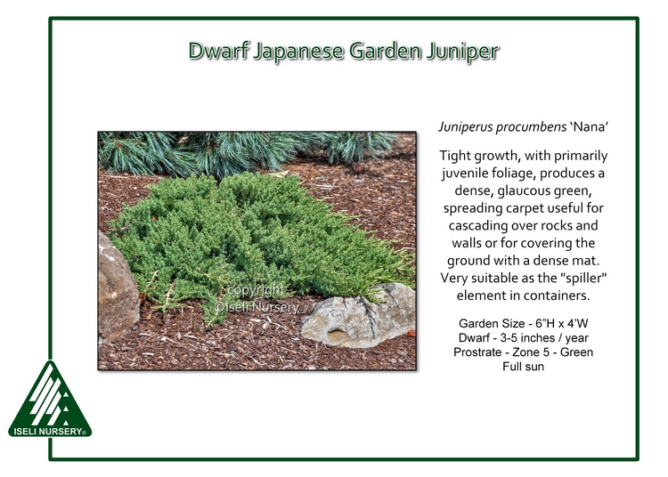 Creeping Juniper Ground Cover Care Guide Epic Gardening