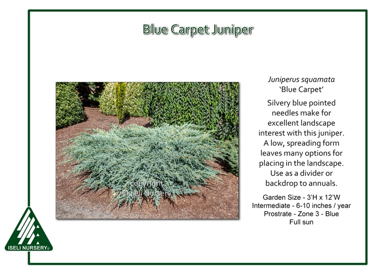 Juniperus squamata 'Blue Carpet'