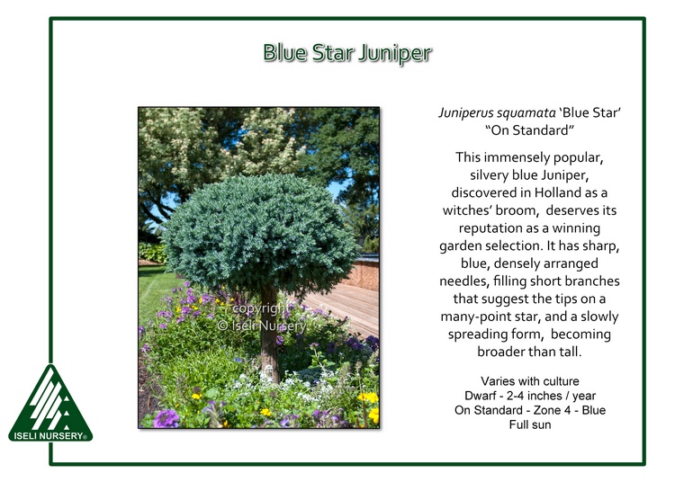 Juniperus squamata 'Blue Star' - on standard