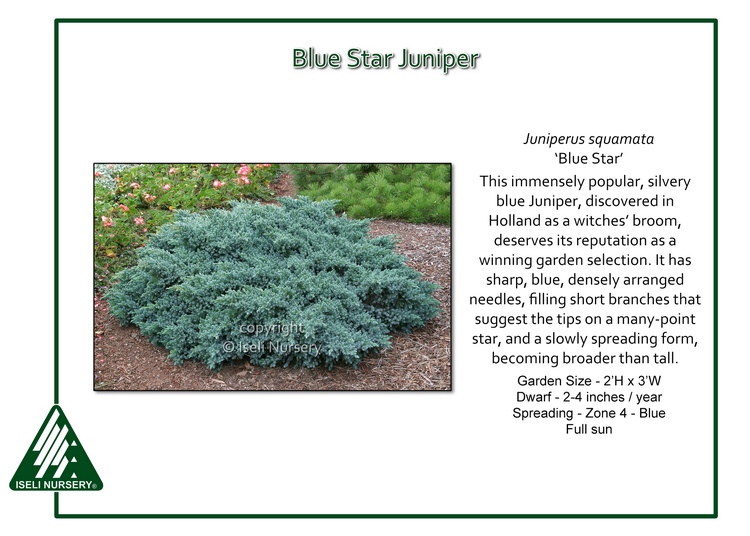 Juniperus squamata 'Blue Star'