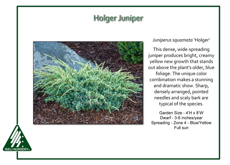 Juniperus squamata 'Holger'