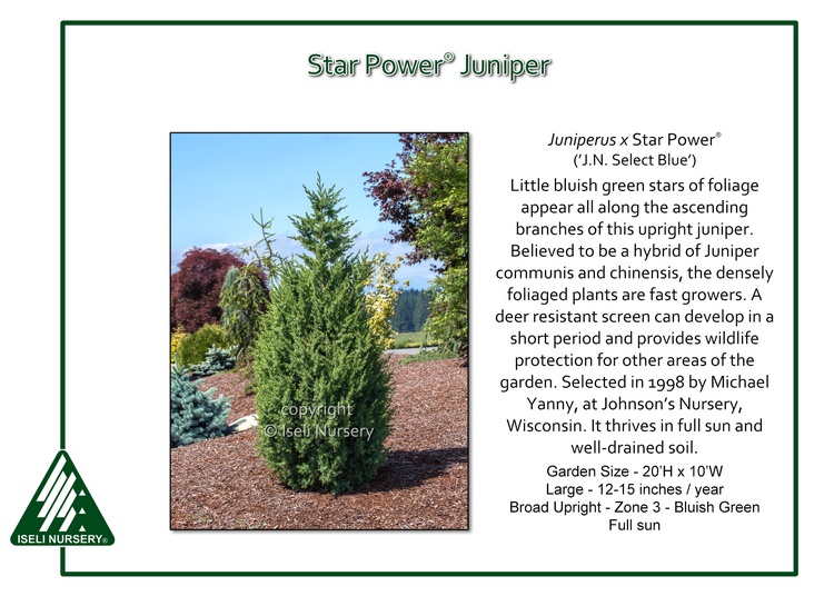 Juniperus x Star Power® (‘J.N. Select Blue’)