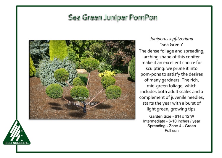 Juniperus x pfitzeriana 'Sea Green' - PomPon
