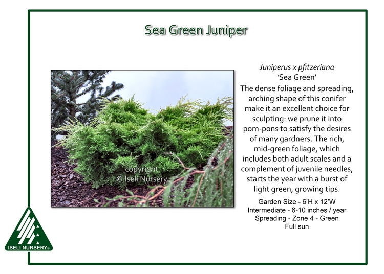 Juniperus x pfitzeriana 'Sea Green'