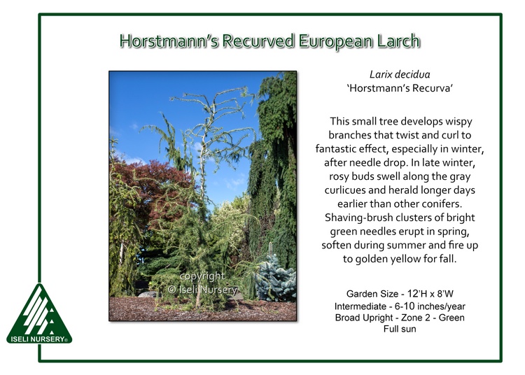 Larix decidua 'Horstmann's Recurva'