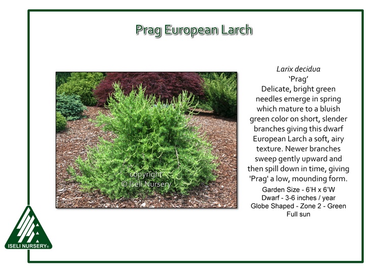 Larix decidua 'Prag'