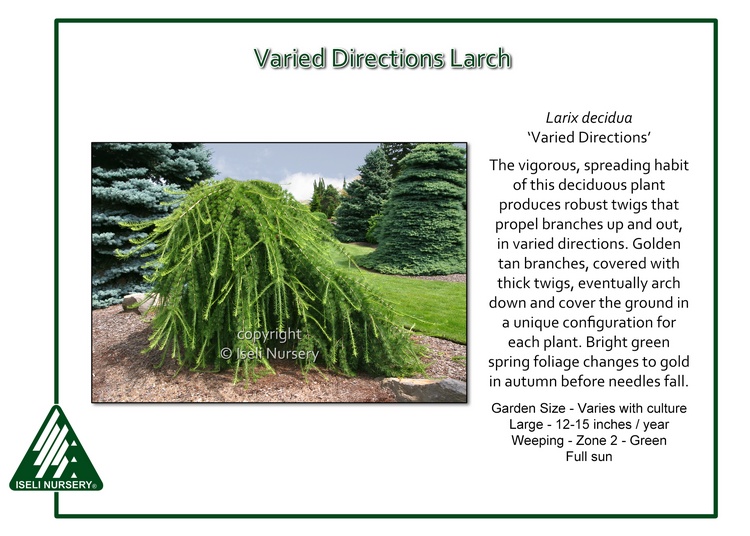 Larix decidua 'Varied Directions'