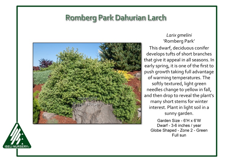 Larix gmelini 'Romberg Park'