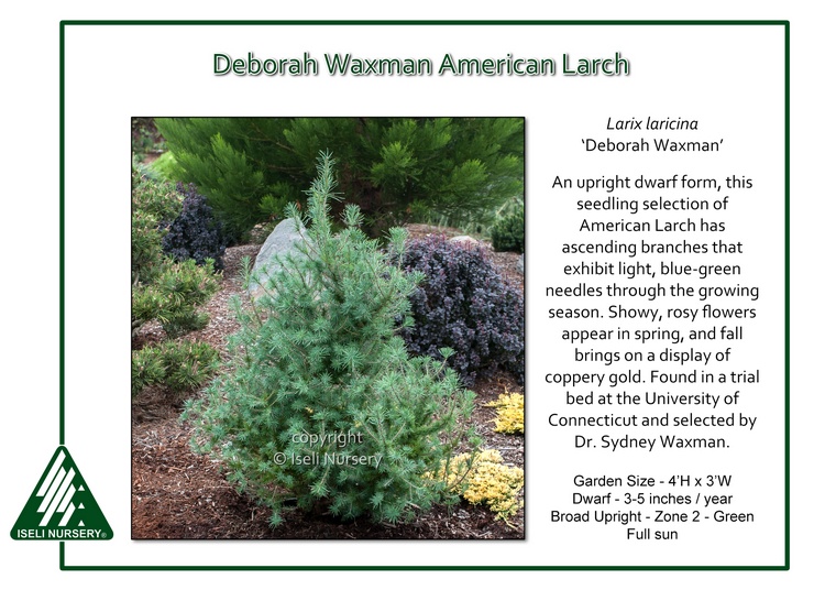 Larix laricina 'Deborah Waxman'
