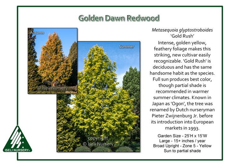 Metasequoia glyptostoboides 'Gold Rush'