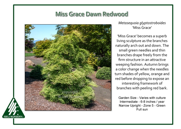 Metasequoia glyptostoboides 'Miss Grace'