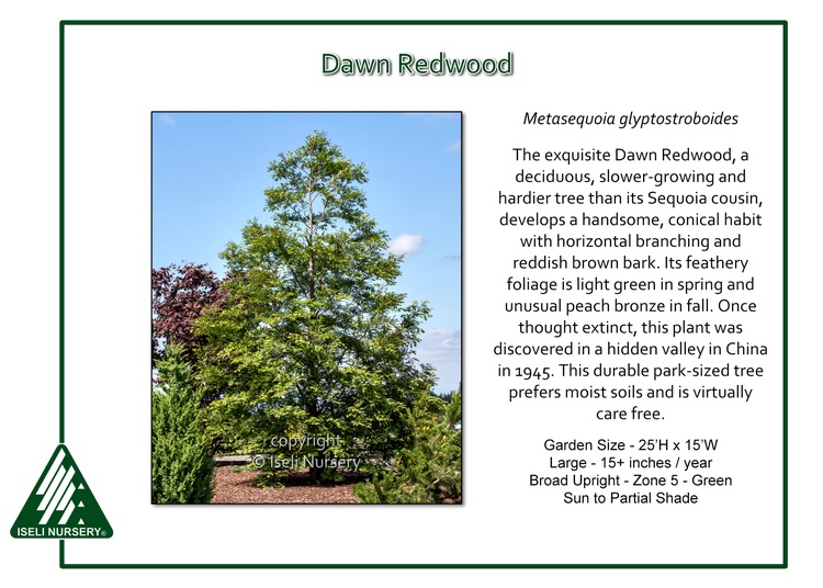 Metasequoia glyptostoboides