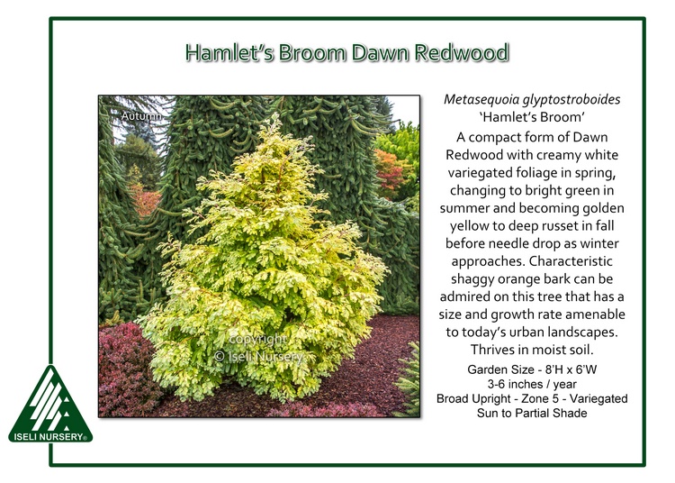 Metasequoia glyptostroboides 'Hamlet's Broom'