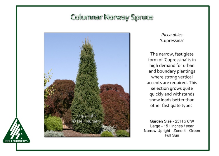 Picea abies 'Cupressina'