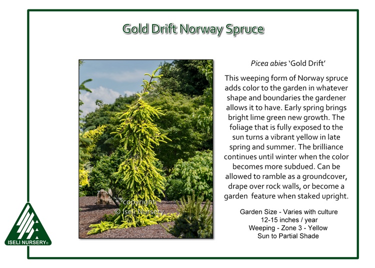 Picea abies 'Gold Drift'