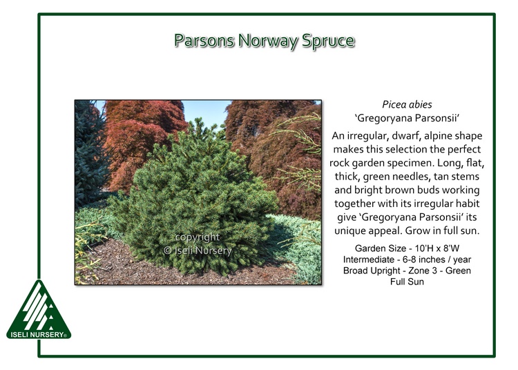 Picea abies 'Gregoryana Parsonsii'