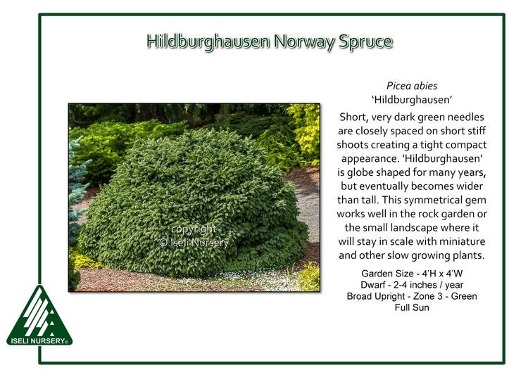 Picea abies 'Hildburghausen'