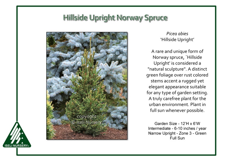 Picea abies 'Hillside Upright'