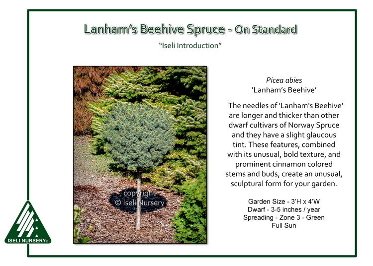 Picea abies 'Lanham's Beehive' - on standard