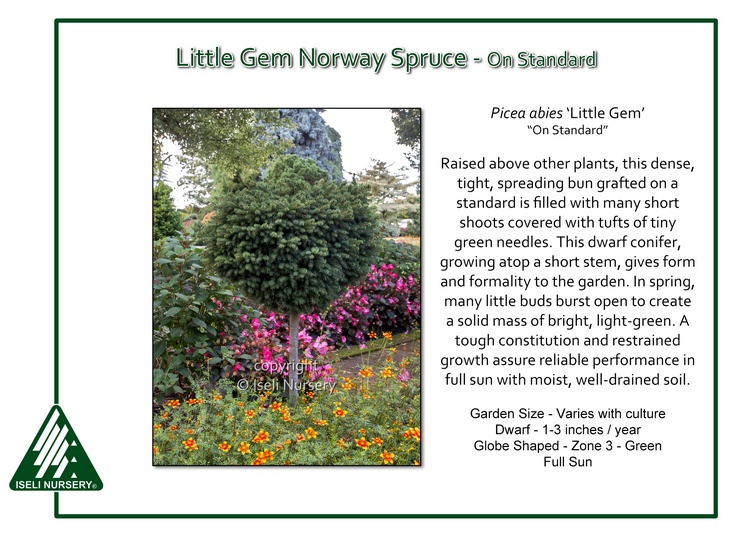 Picea abies 'Little Gem' - on standard