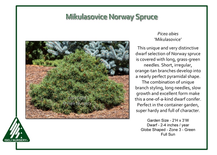 Picea abies 'Mikulasovice'