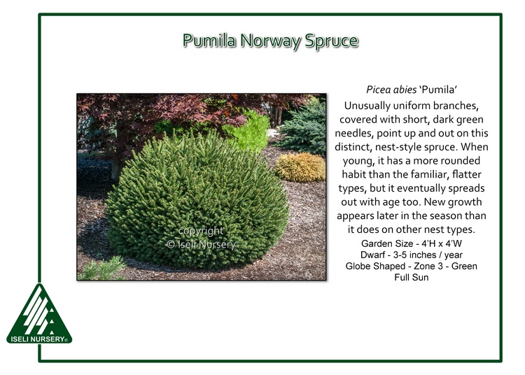 Picea abies 'Pumila'