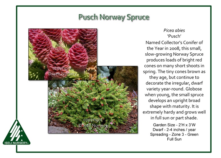 Picea abies 'Pusch'