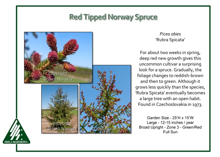 Picea abies 'Rubra Spicata'