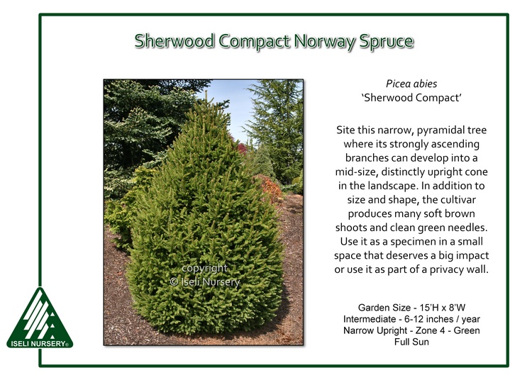 Picea abies 'Sherwood Compact'