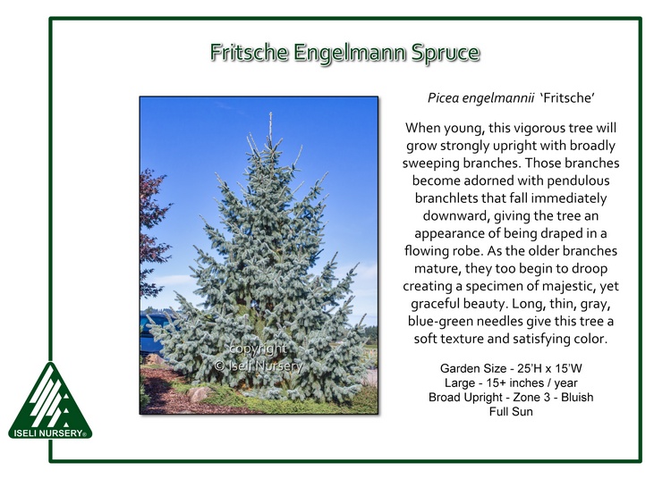 Picea engelmannii 'Fritsche'