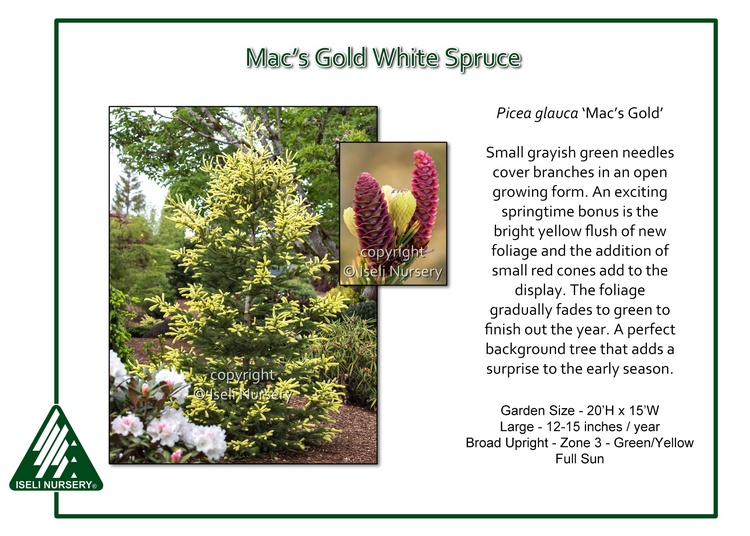 Picea glauca 'Mac's Gold'