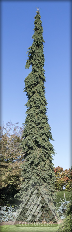 Picea glauca 'Pendula'