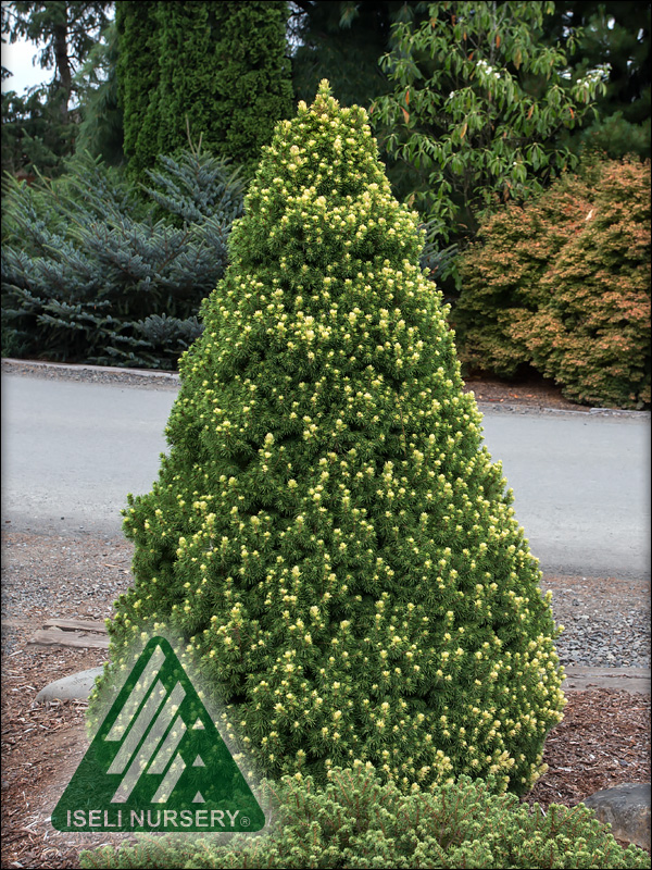 Picea glauca 'Rainbows End'