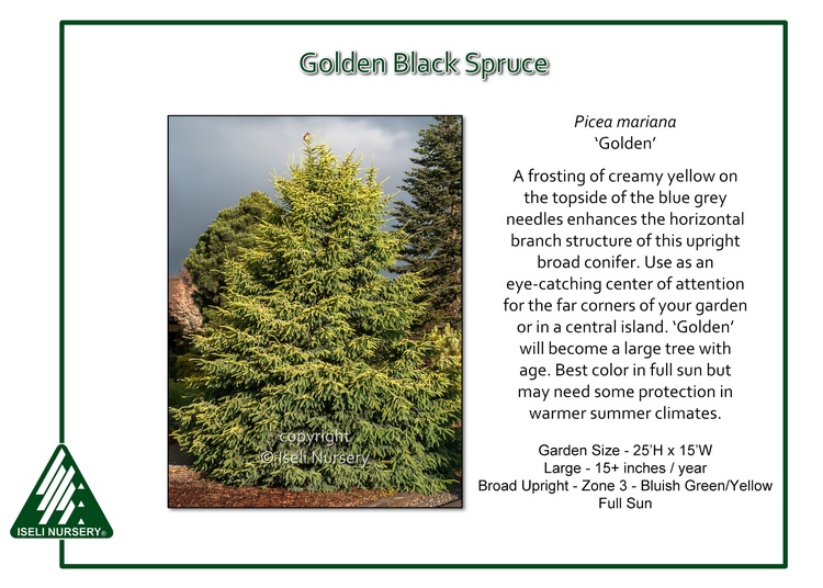 Picea mariana 'Golden'