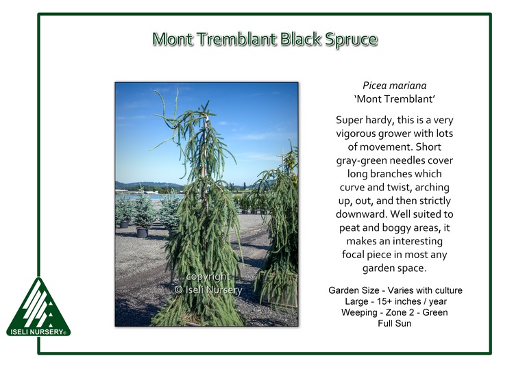 Picea mariana 'Mont Tremblant'