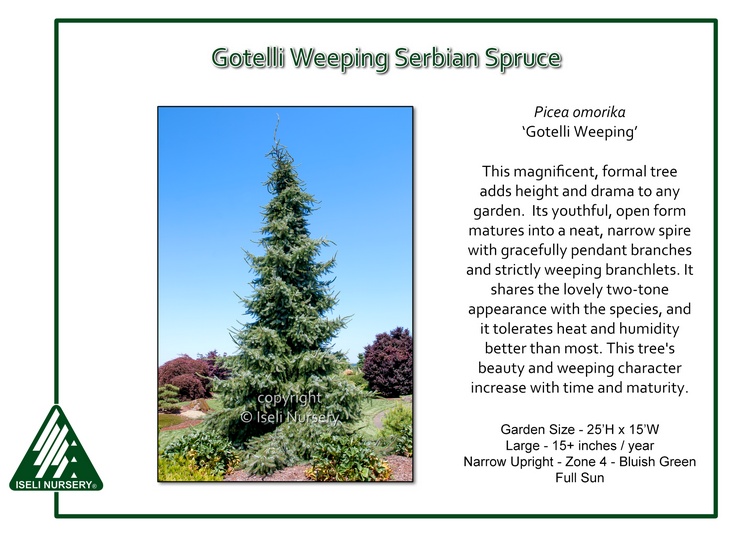 Picea omorika 'Gotelli Weeping'