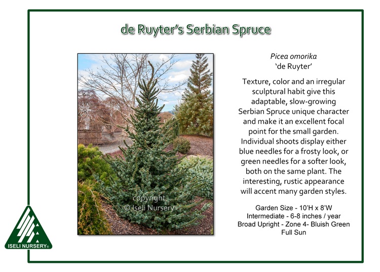 Picea omorika 'de Ruyter'