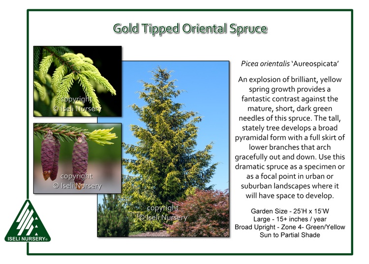 Picea orientalis 'Aureospicata'