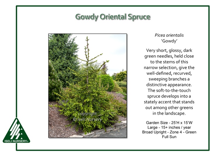 Picea orientalis 'Gowdy'