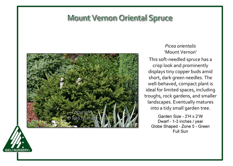 Picea orientalis 'Mount Vernon'